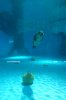 18 Underwater viewing seals DSC08747.jpg