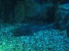 21E zebra shark IMG_7266.jpg
