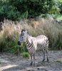 zebras.jpg