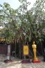 29D Bohdi tree  DSC08928.jpg