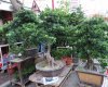 25D Large Bonsai DSC09005.jpg