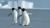 giphy (1).gif