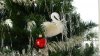 Swan.jpg