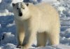 polarbear.jpg