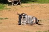 DSC_0219-1500.jpg