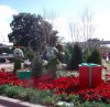 Christmas topiary.jpg