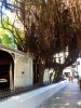 banyon tree 2.jpg