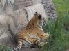 Tiger.jpg