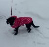 Roxy snowday!.jpg