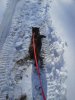 Tabby in Snow.jpg