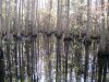 HH swamp.jpg