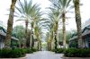 POFQ_Palm Trees.jpg
