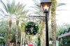 POFQ_Palm Trees 2.jpg