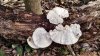 Camping Hillsborough RSP small.jpg