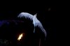 20160222_Aulani Hawaii_05075.dng.jpg