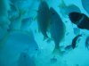 20160224_Aulani Hawaii_05674.JPG