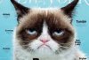 grumpy cat.jpg