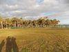 Manatee Hammock 3-16 006 copy.jpg