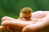 Baby-Hazel-Dormouse.jpg