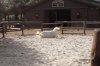Ft Wilderness pony plays.JPG