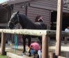 Ft Wilderness Stables Clean Up.JPG