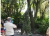 tree lady.jpg