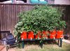 Hydroponics 2013.jpg