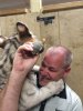 Pet Kitty.jpg