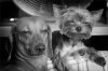 enhanced-buzz-24223-1289595139-15.jpg