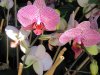 IMG_9026 - Copy.JPG