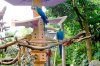 parrots.jpg