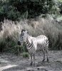 zebras.jpg