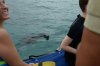 sealion.jpg