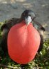 frigatebird.jpg