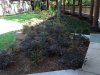 Topiary site.jpg
