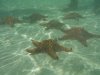 starfish.jpg