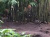 Oasis.jpg