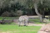 Zebra Butt.jpg