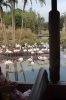 Flamingos.jpg