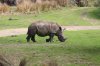 Rhino.jpg