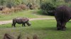 Rhino Butt.jpg