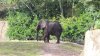 Baby Elephant.jpg