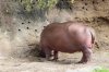 Hippo Butt.jpg