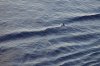 DSC_0646.JPG