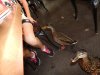 Disney Ducks.jpg