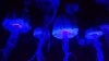jellyfish.jpg