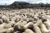 feilding-saleyards-guided.jpg