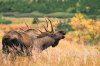 moose-call-12x18fix.jpg