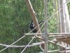 monkey 1.jpg