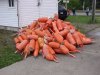 DSC09153.JPG